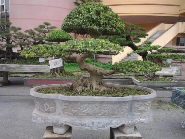 Mẫu Bể, Chậu Cảnh Đá